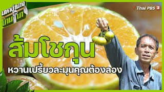 ส้มโชกุน หวานเปรี้ยวละมุน คุณต้องลอง | มหาอำนาจบ้านนา