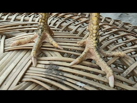 CARA MENGOBATI KAKI AYAM BANGKOK..