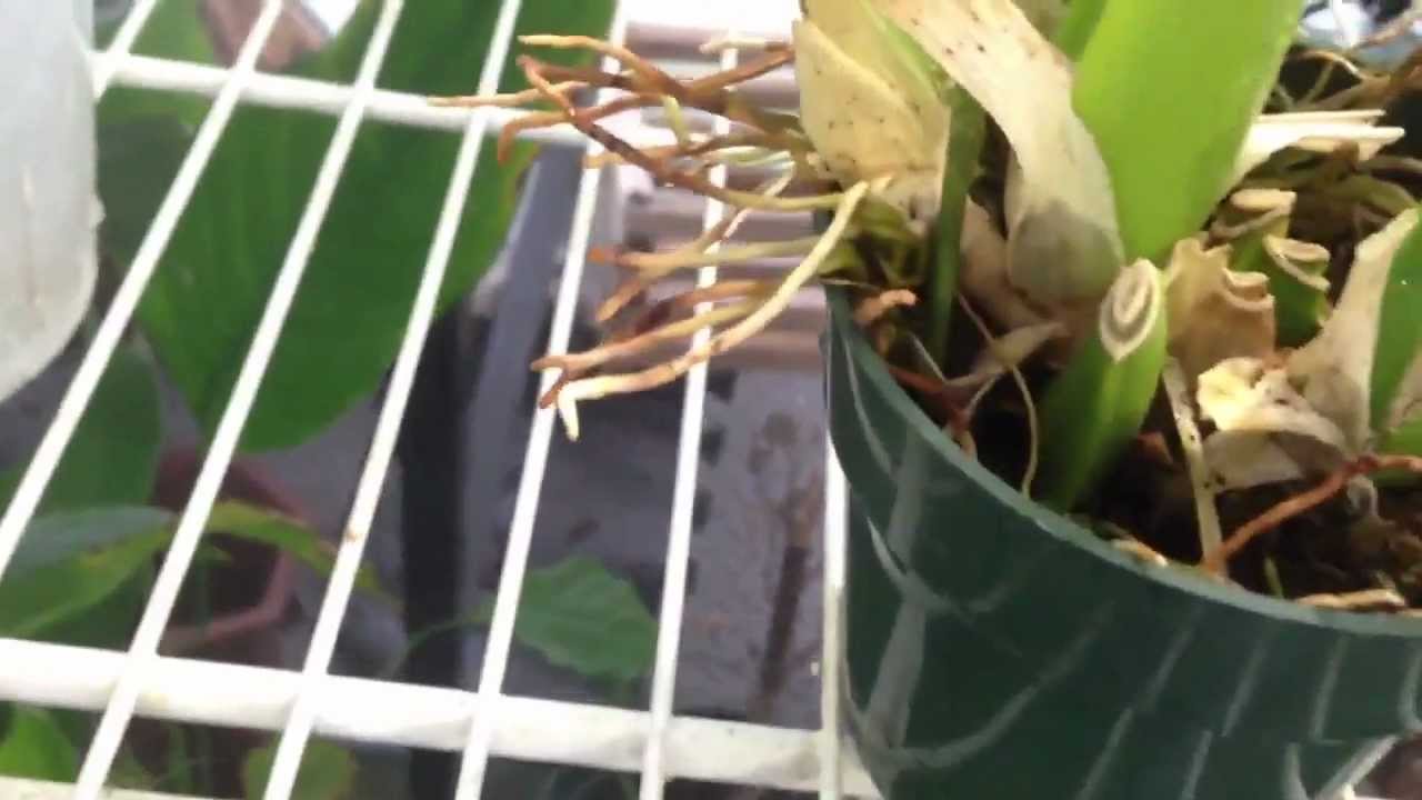 " How to care for Orchids" | Orchid care: How to rescue an Orchid