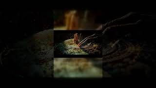 Desert Vail — World Fusion Chillout Music | Skeleton House Collective #Shorts #Music