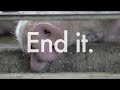 Factory farming is cruelty. End it.