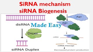 siRNA Biogenesis | RNAi | siRNA Mechanism for beginners | Biology lectures |
