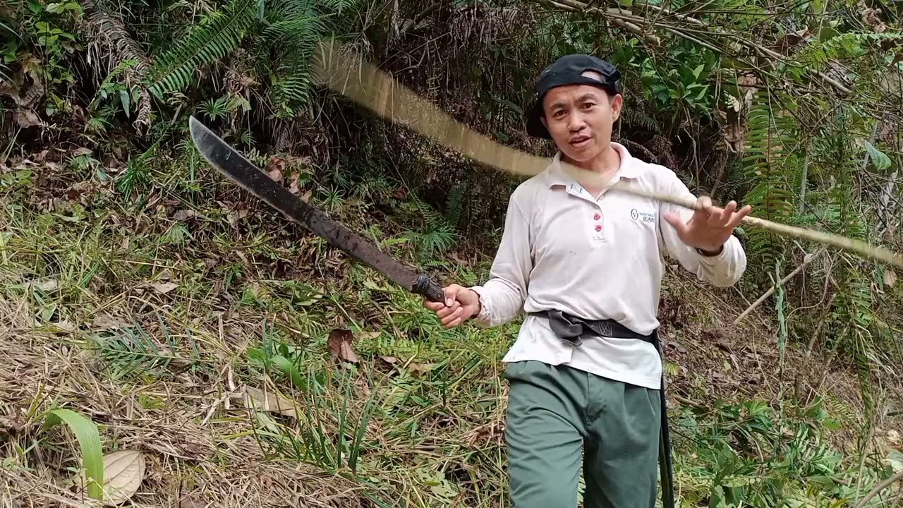Cara Cara Memotong Rumput Dengan Cepat Selamat Dan Berkesan Menggunakan Parang Dan Kayu Panjang Youtube