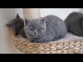 British Shorthair kittens, 2 months old, cattery Fantasy Avalon