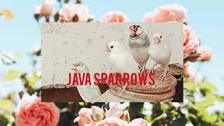 Java sparrows most beautiful sparrows | Java birds