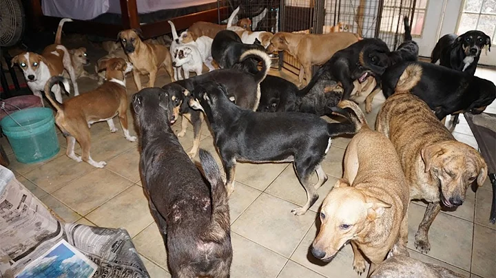Woman shelters 97 dogs in her home as Hurricane Dorian lashes Bahamas