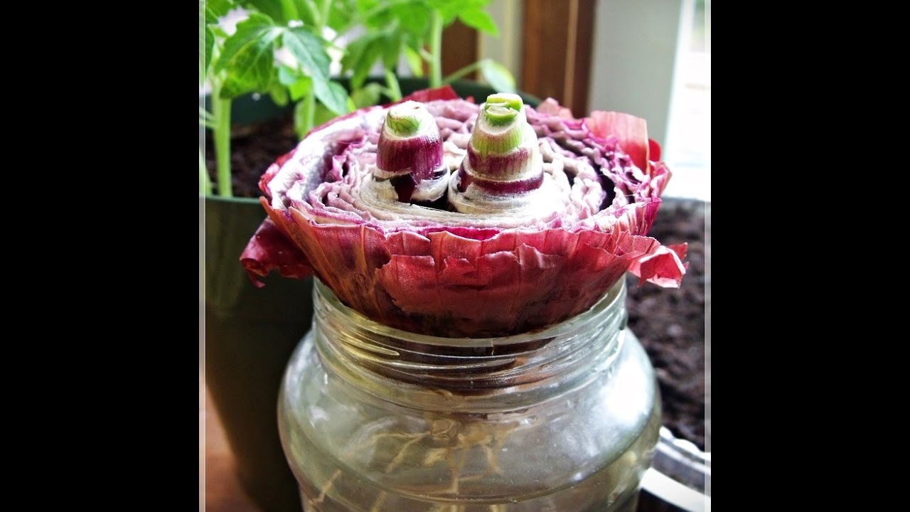 Indoor Water! Growing Green Onion, Lettuce, Red Onion!! EASY!! Week 3