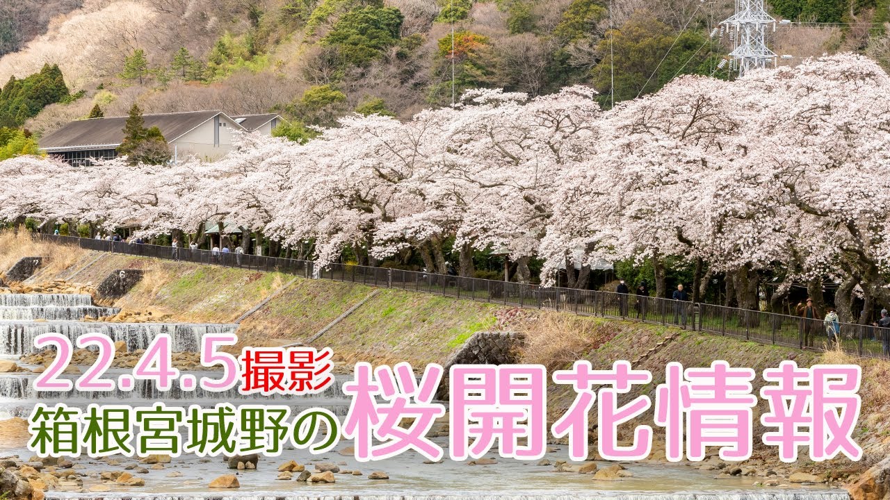 【最新】箱根宮城野の桜絶景スポットの開花情報【2022】