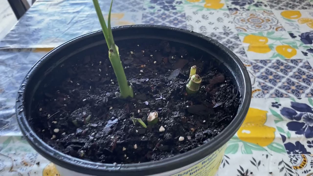 طريقة تكاثر الدفنباخيا والظروف المناخية المناسبة والعناية