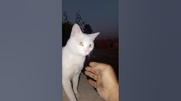 😼#cat #cuteanimal #cutecat #funny excellent video 😼