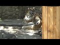 Тигры делают тигрят! Николаевский зоопарк (июнь 2020)
