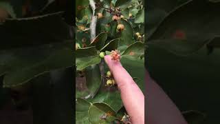 Rust Disease on Pear, Apple and Quince