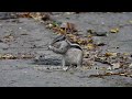 Indian palm squirrel nibbling food while sitting on dusty ground in the Wilderness Orchard | Delhi