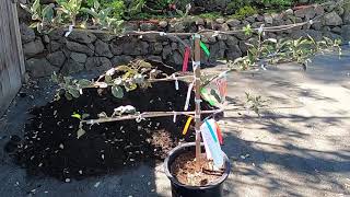 6 APPLE VARIETIES on ONE TREE?