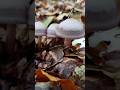 Die wunderschönen Tiefen des wald  im Herbst 🍁🍄#nature #wald #Forest #adventure