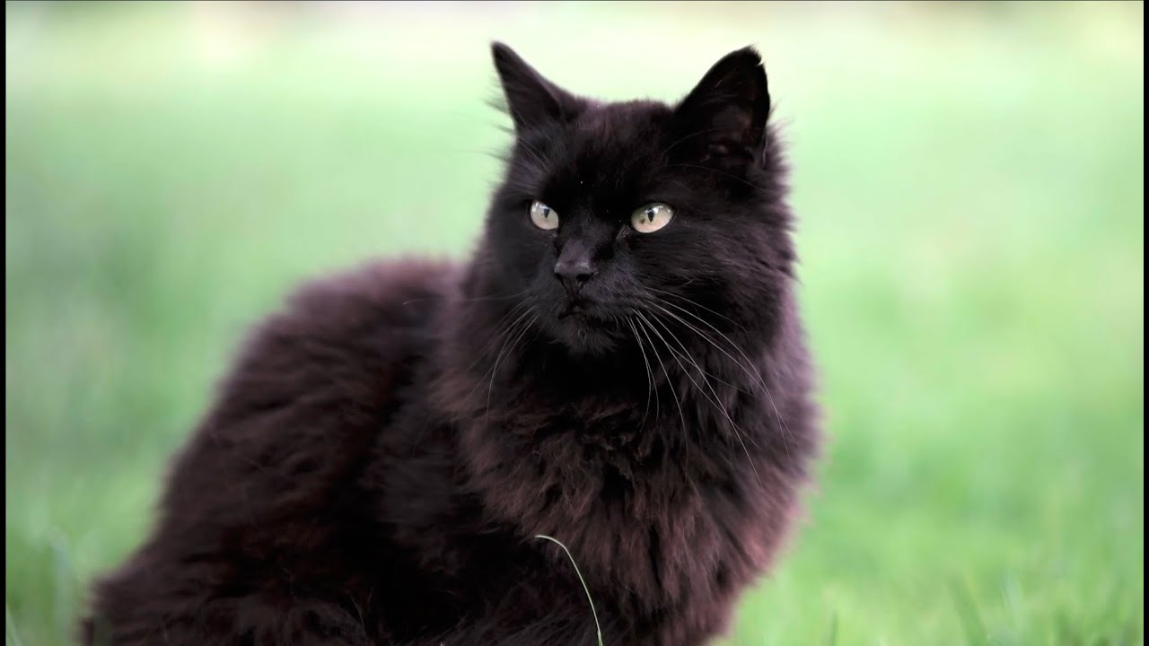 Samsung NX1 autofocus