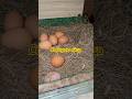 Собираем #яйца #фазенда #курятниксвоимируками #chicken #life #дача #лайфхак #животные