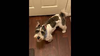 The pets that bring me joy #dexcom #diabetes #cats #dogs#minischnauzer
