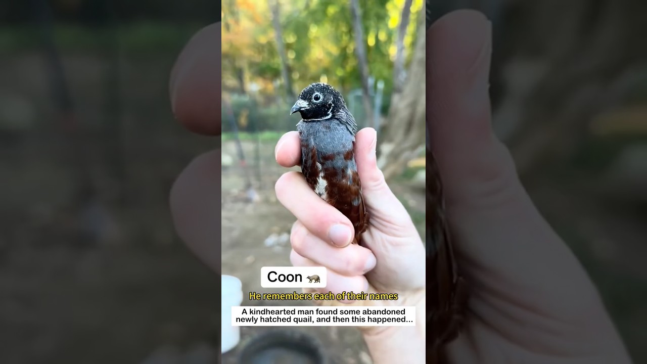 Kindhearted Man Found Abandoned Baby Quail 🐥❤️ 