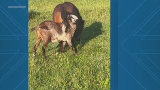 Goat Gets Tangled In Horses Tail While Horsing Around