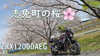 2023.03.29 DAEG 志免町の桜