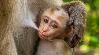The Soft Touch of Love Mother Monkey Nursing and Caring for Her Baby screenshot 2
