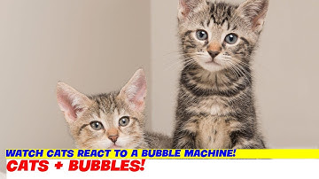 Watch Cats React to a Bubble Machine!