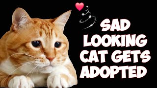 Sad Looking Cat Gets Adopted And Happy For The First Time Ever 😻 #cat #adoption #rescue #catvideos