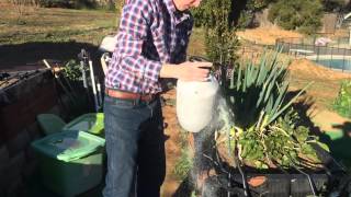 Kill Ants and Aphids In Your Garden With Diatomaceous Earth Does Damascus Earth Kill Ants