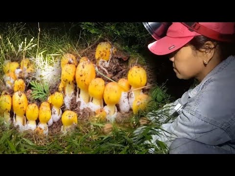 những ổ nấm trứng gà trứng ngỗng màu sắc đẹp rực rỡ, nấm rừng quý hiếm ...