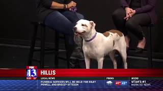 Hillis - Fox 13 Best Friend From The Humane Society Of Utah