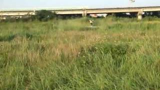 T-REX 250 (7.4V) 頭前溪自拍20100601