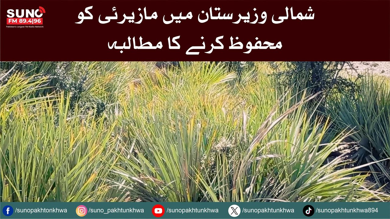 Preserving Mazirai: The Declining Wild Plant Sustaining North Waziristan's Local Crafts
