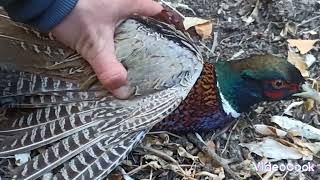 : ٨   /// 2   ///     how to catch pheasant