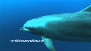 Dolphins HD Stock Footage From Tahiti/ Banque D'Images, Dauphins De Polynésie Dolphins HD Stock Footage From Tahiti/ Banque D'Images, Dauphins De Polynésie