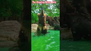 The Amusing Brown Bear,#bear,#animal,#zoo,#life,#travel,#city
