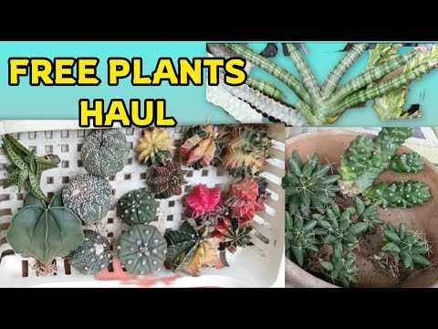 Free Plants Haul!! @WengBte0425 @mama.donatv Thank You!