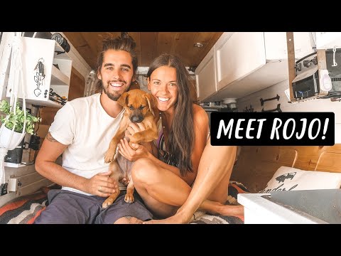 FOSTERING A PUPPY WHILE LIVING IN A VAN