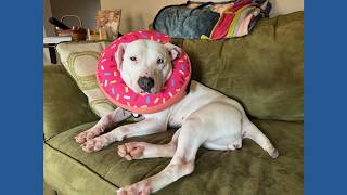 Furry Friends | Meet Peeps