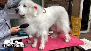 おめかしは台の上でちゃんとして欲しいルンルンです　Great Pyrenees　グレートピレニーズ