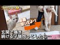 【白い迷い子猫】お腹がぺったんこに痩せた子猫が玄関で鳴き続けてたので抱っこしたら…