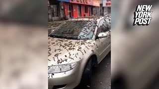 China Pummeled By Rain Of Worms As Residents Asked To Carry Umbrellas New York Post