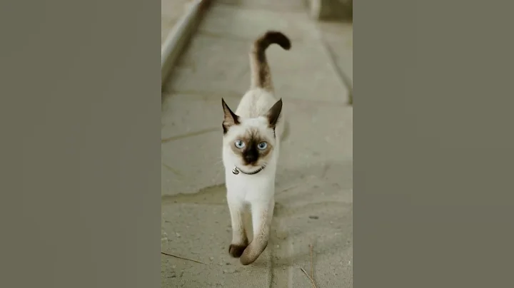 Watch the video about #pets #cute #funny #dogs #care #cat #kitten #cutecat #billee #music