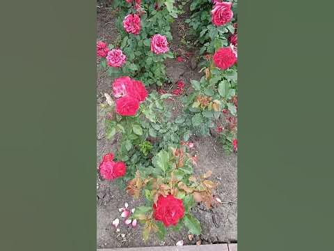 Поле из роз перед Тёмной Башней - YouTube
