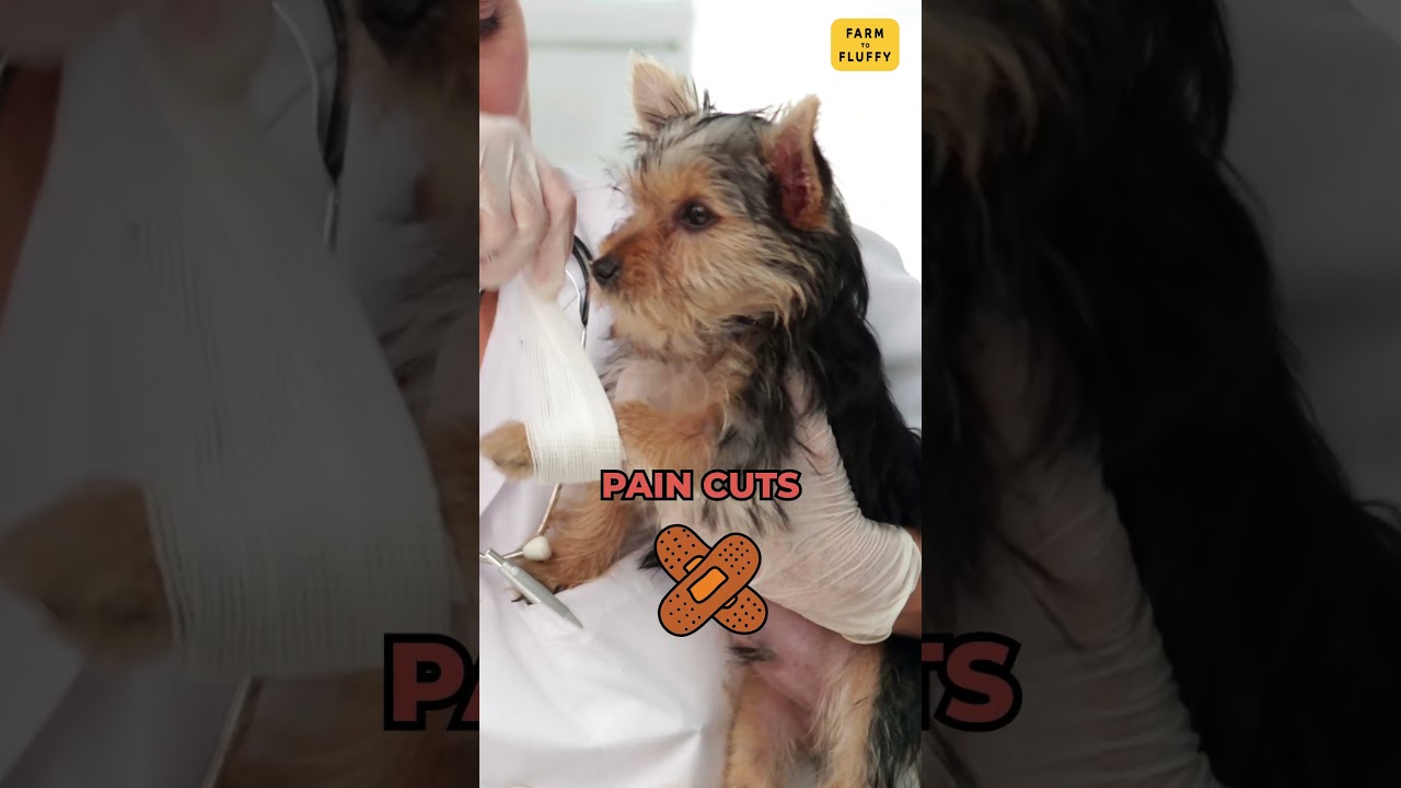Why Do Dogs Lick Their Paws? 🐶Top 3 Reasons Explained #dogbehavior #dogpaw