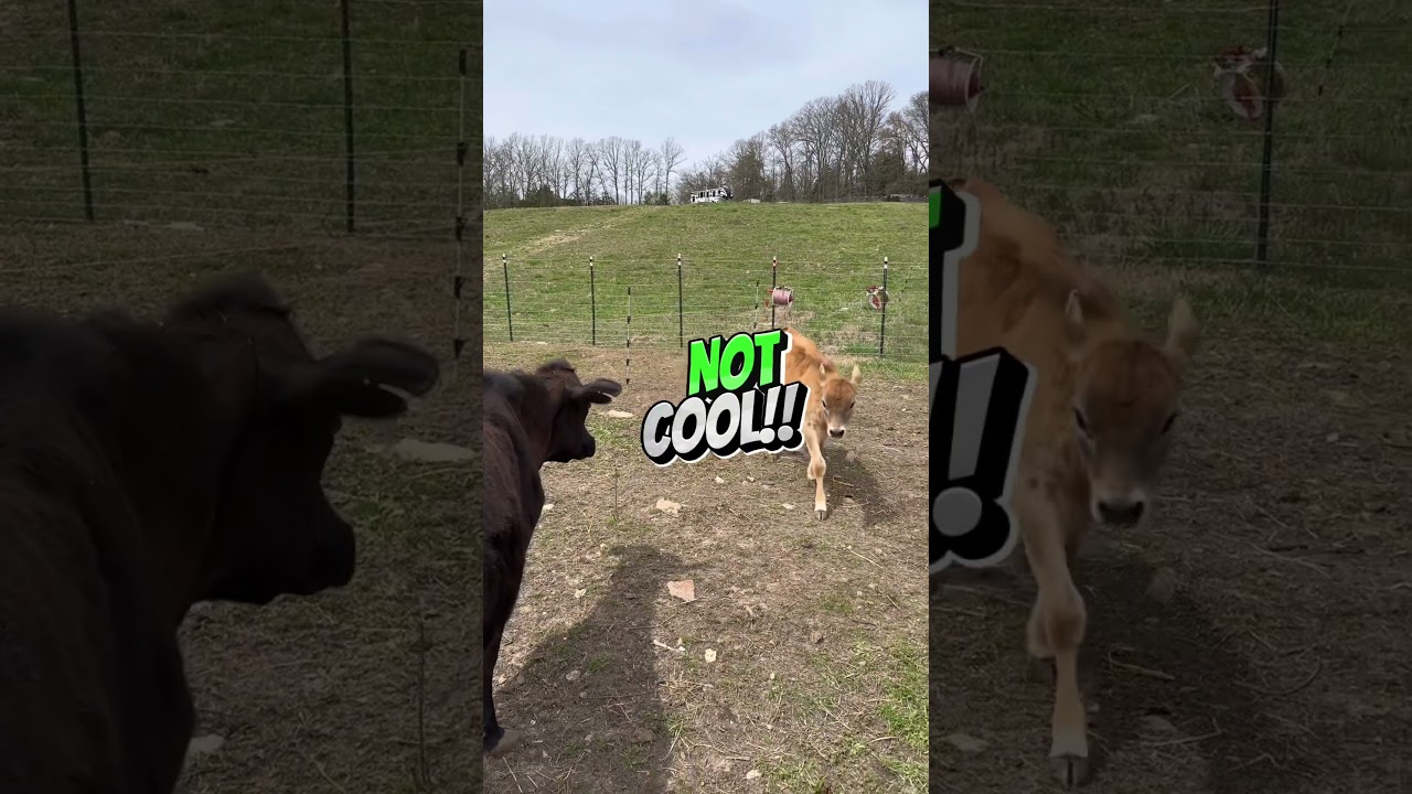 Calf’s SHOCKING experience—electric wire training 