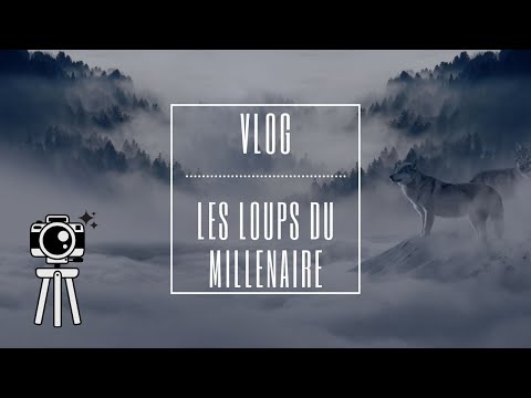 🐺 VLOG  Les loups du millenaire #586 