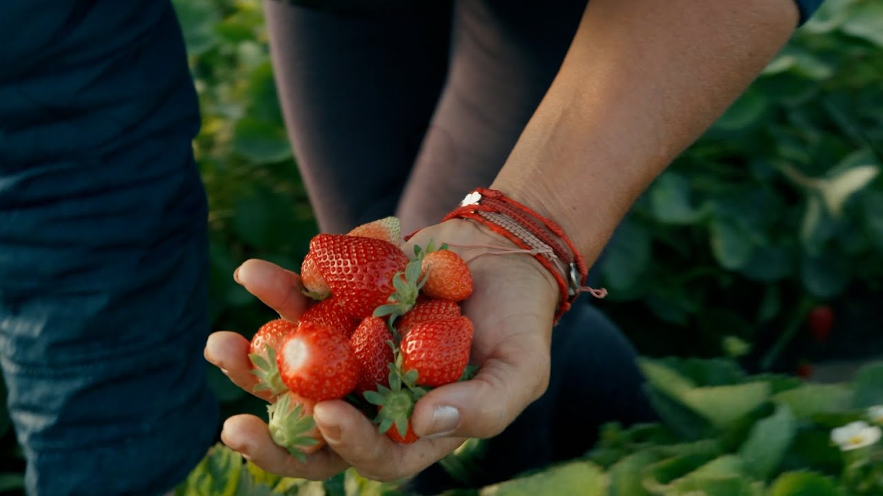 Frutos Rojos: Corazón de Huelva