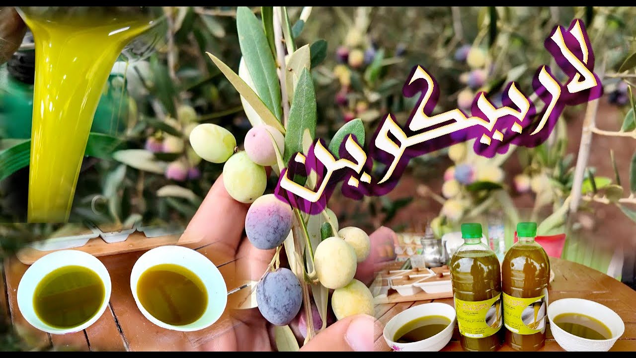 أجي #تشوف #زيت_الزيتون #لاربيكوين و #بتشولين MAROC شحال عطا القنطار الزيت #بني ملال 01/12/2023