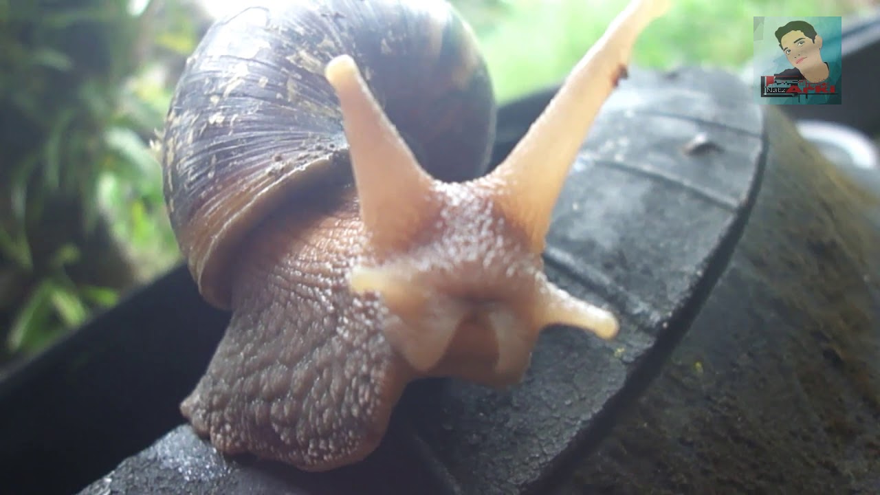 My Extra Ordinary Pets Land Snail Kuhol YouTube